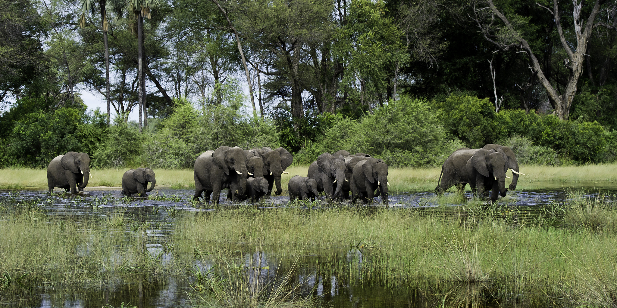 elephants, okavango delta, botswana safari holidays