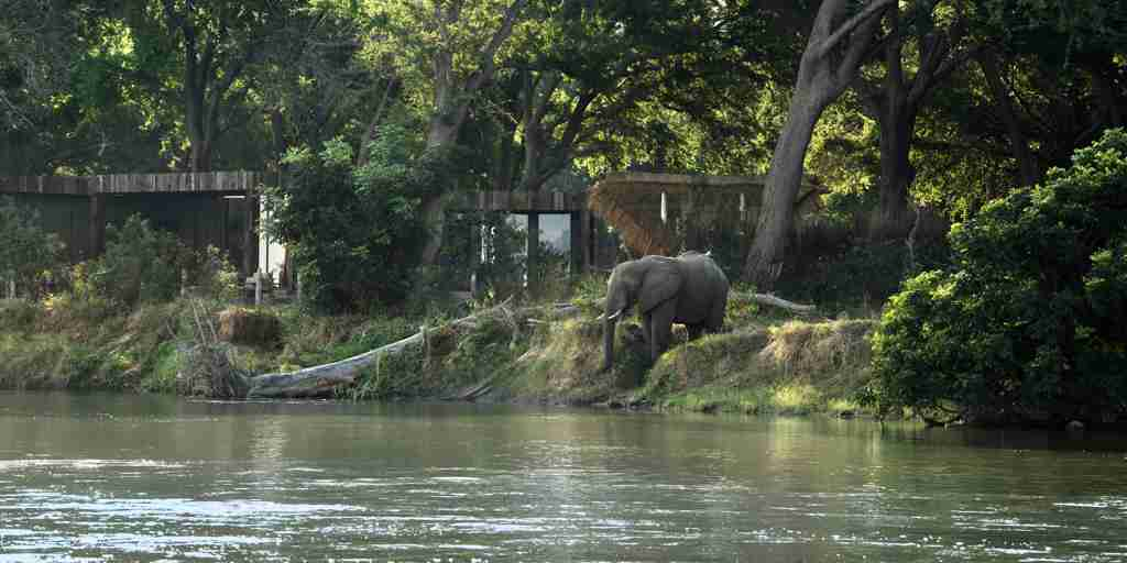elephant, lolebezi, lower zambezi national park, zambia