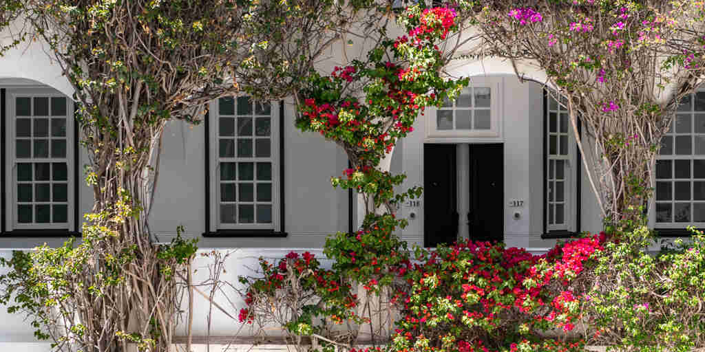 rose bushes,  the winchester hotel, cape town, south africa