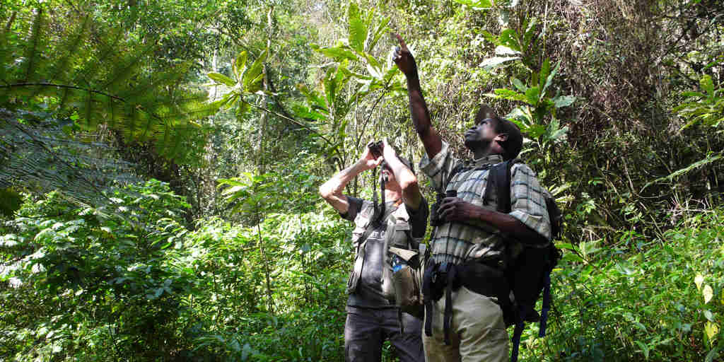 birding, nkuringo bwindi gorilla lodge, bwindi impenetrable national park, uganda