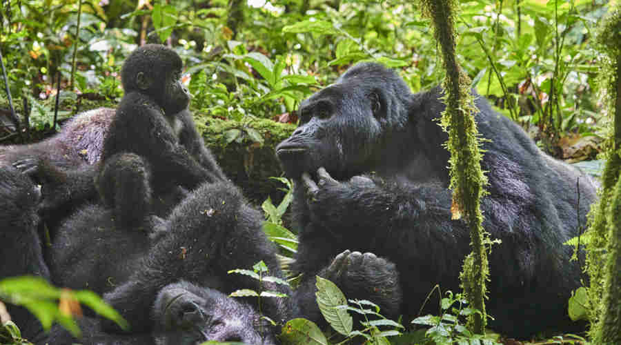 gorilla, nkuringo bwindi gorilla lodge, bwindi impenetrable national park, uganda