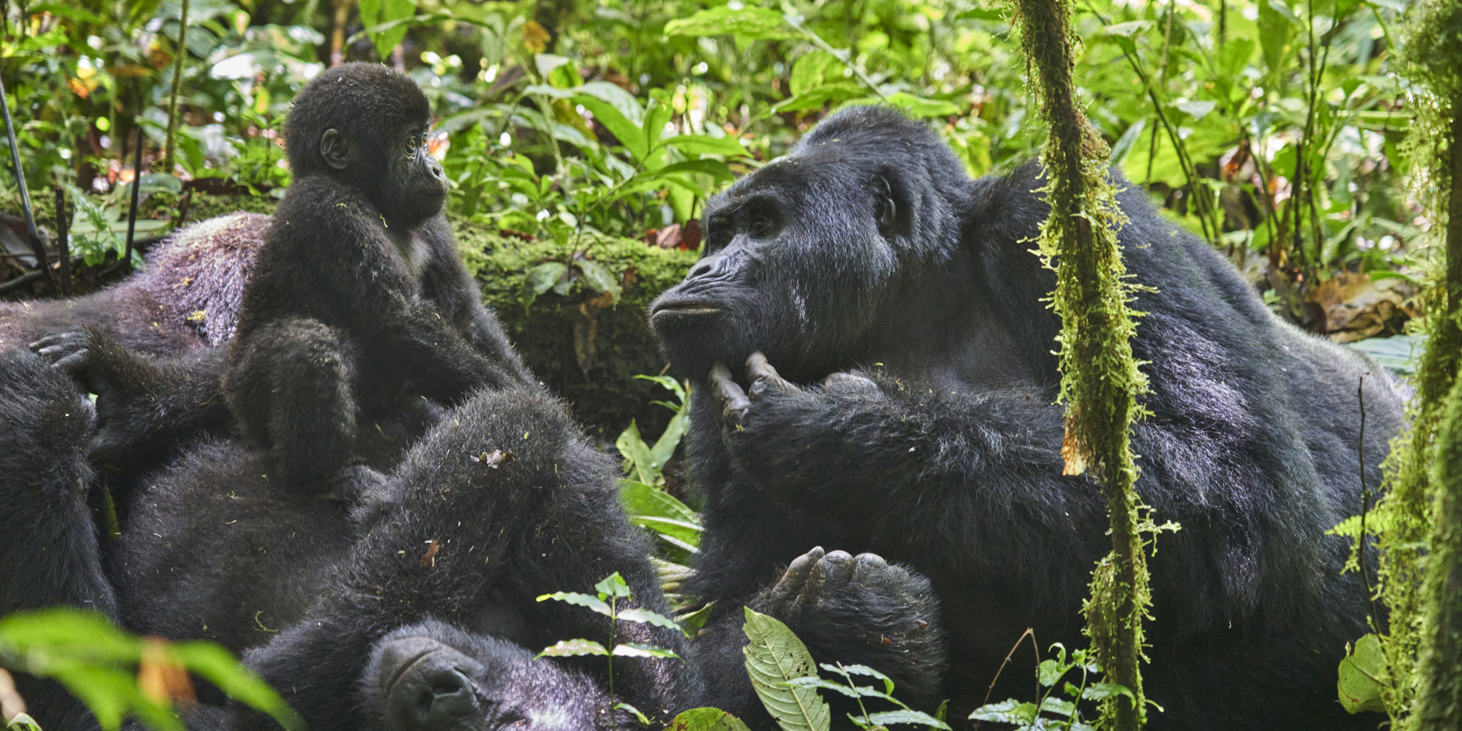 https://yellowzebrasafaris.com/media/47710/gorilla-nkuringo-bwindi-gorilla-lodge-bwindi-impenetrable-national-park-uganda.jpg?format=jpg&height=1024&v=1da5e17386edfa0&width=2048