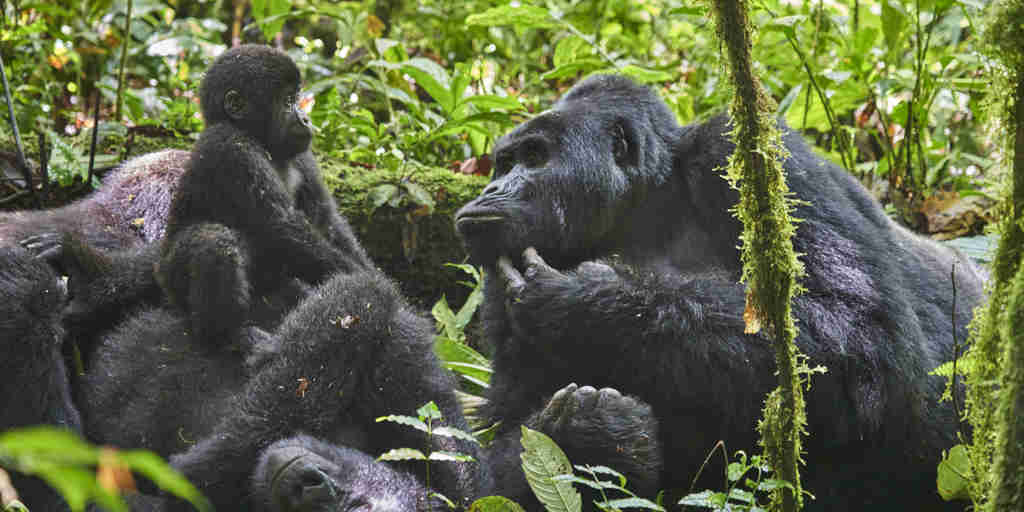gorilla, nkuringo bwindi gorilla lodge, bwindi impenetrable national park, uganda