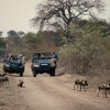 game drive, wild dog, outdoor viewing area, thornybush game lodge, game reserve, south africa