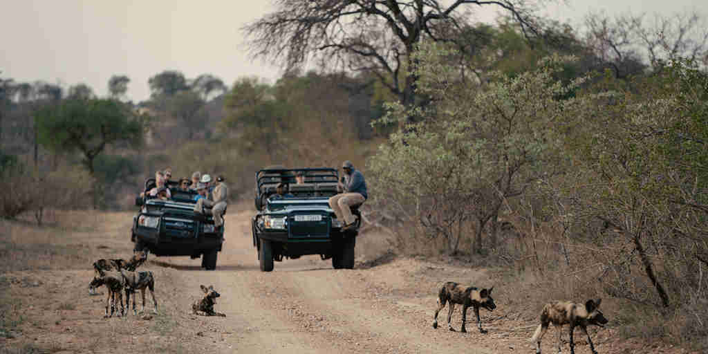 game drive, wild dog, outdoor viewing area, thornybush game lodge, game reserve, south africa