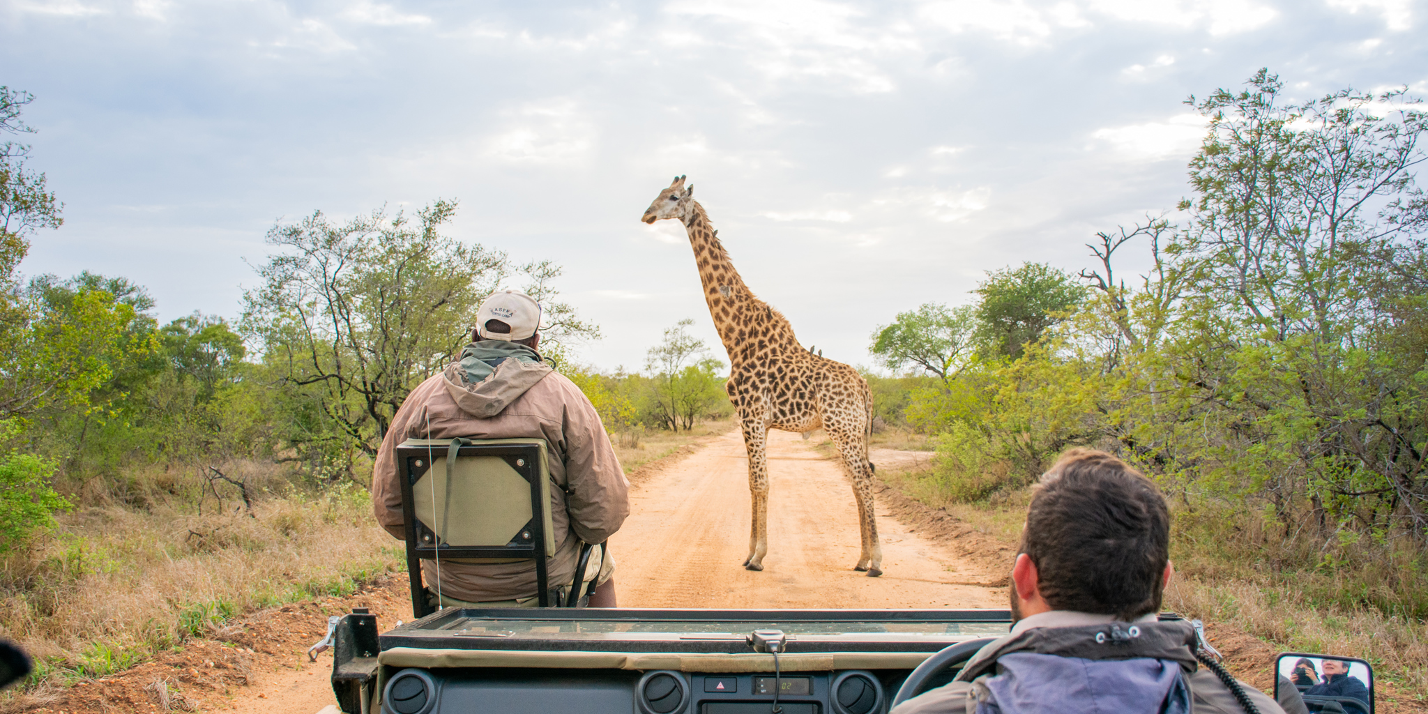 giraffe, game drive, outdoor viewing area, thornybush game lodge, game reserve, south africa