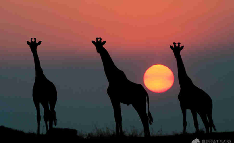 Wildlife Safaris, Africa adventures