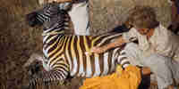 Yellow Zebra Story of Conservation