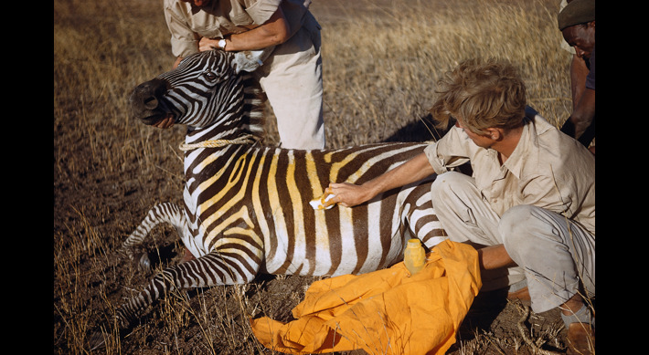 Yellow Zebra, Our Story, Conservation
