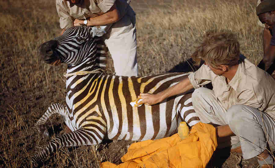 Yellow Zebra Story of Conservation