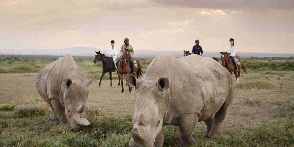rhino safari, sanctuary tambarare, laikipia, kenya
