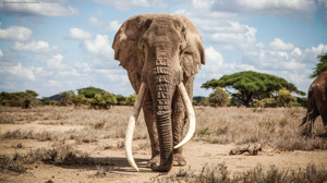 elepant, saba douglas hamilton tour, in the footsteps of elephants