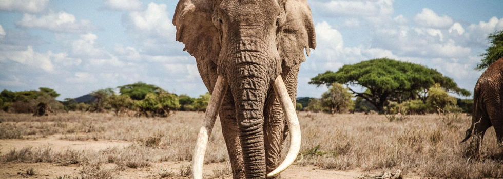 elepant, saba douglas hamilton tour, in the footsteps of elephants