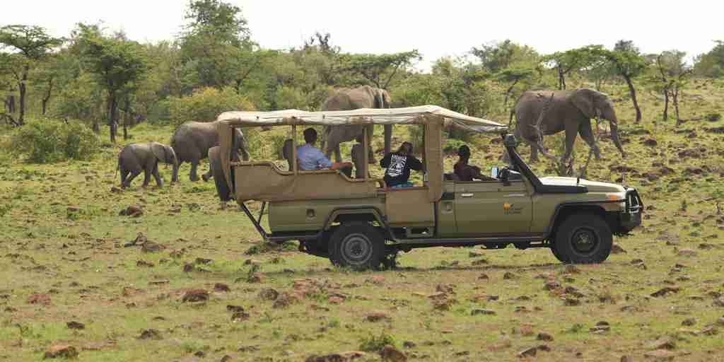 elephants, game drive, basecamp eagle view, greater mara conservancies, kenya