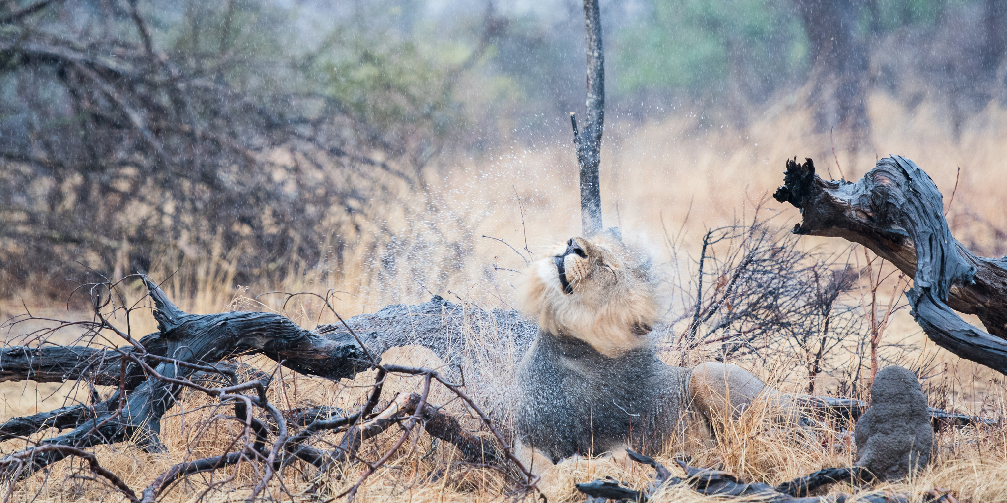 lion, musekse camp, kafue national park, zambia