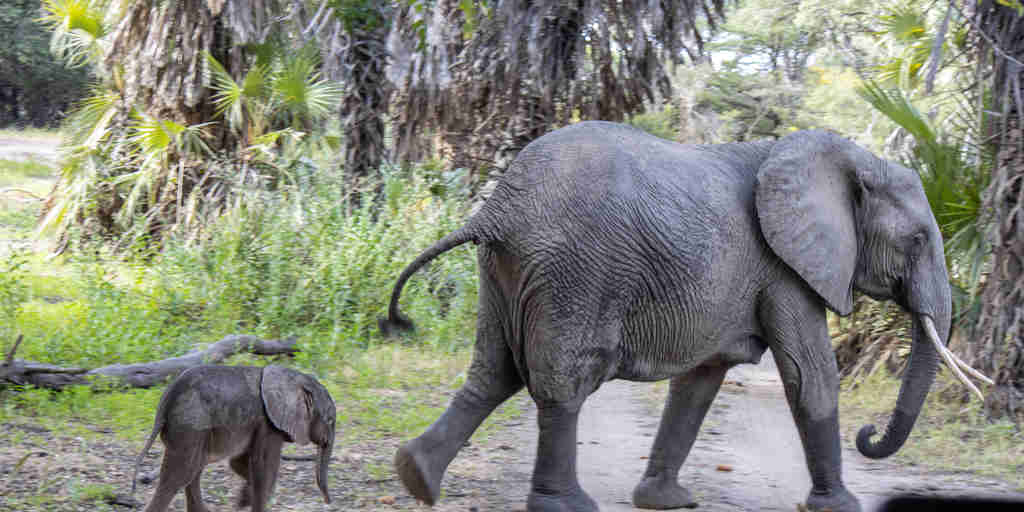 elephant sighting, siwandu camp, nyerere national park, tanzania