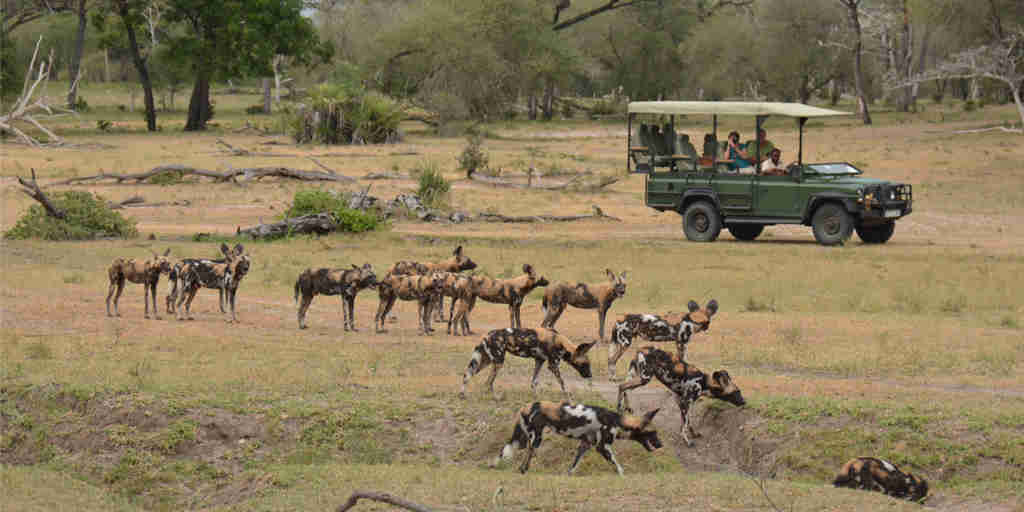 wild dog game drive, siwandu camp, nyerere national park, tanzania