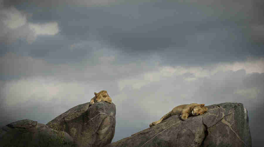 lions sleeping, wildlife of tanzania, safari holidays