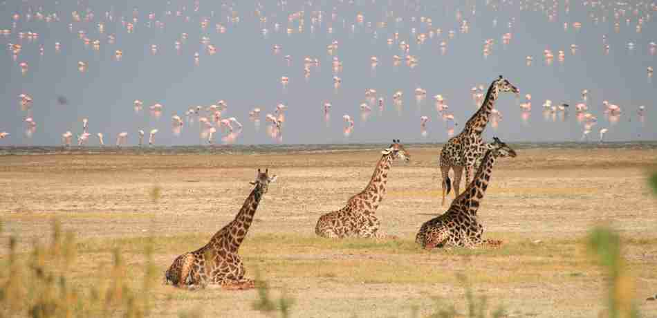 giraffes in the serengeti, October in Tanzania
