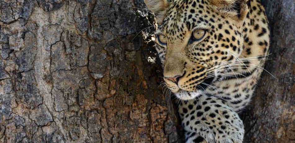 leopard, may in tanzania, safari africa