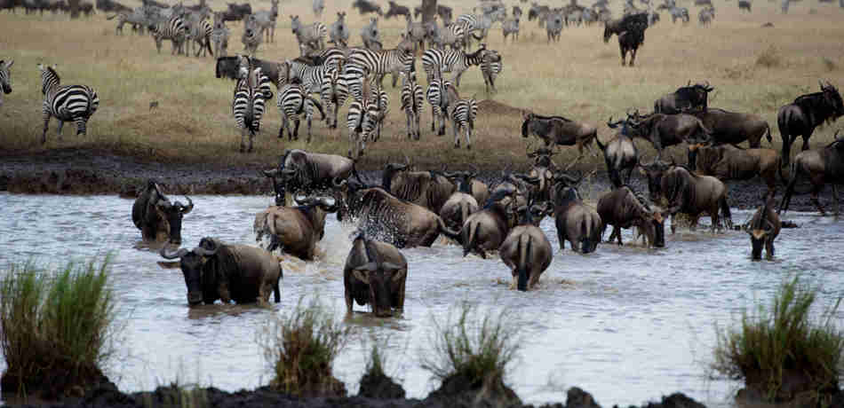 watering hole, july in tanzania, safari africa