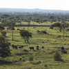 Chem Chem Lodge Safari Tanzania East Africa Experience Explore Tarangire National Park Elephants