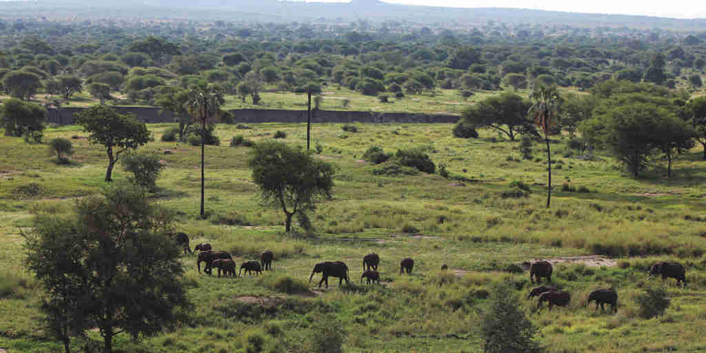 Chem Chem Lodge Safari Tanzania East Africa Experience Explore Tarangire National Park Elephants