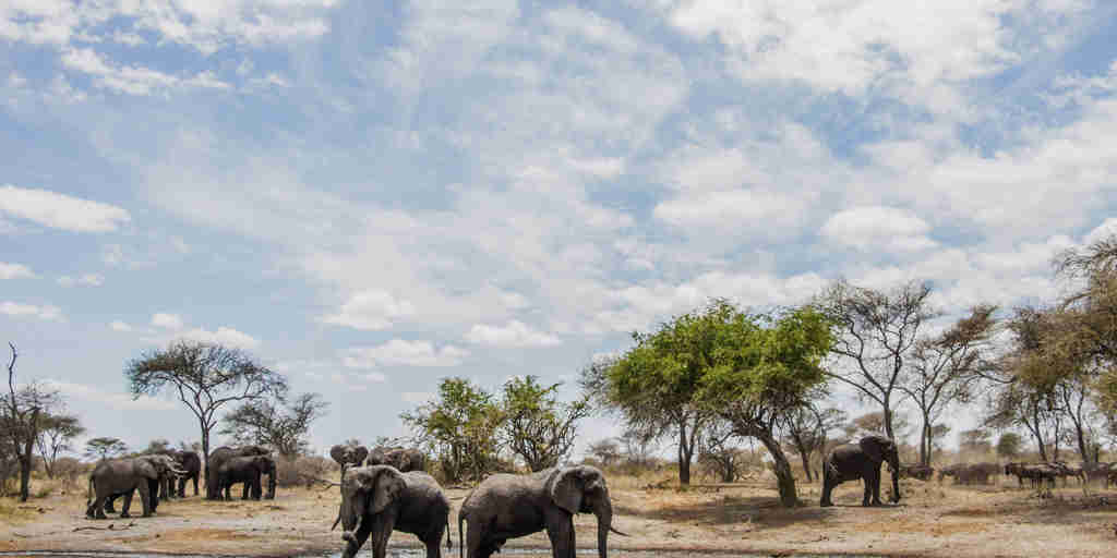 elephants watering hole, little chem chem, tarangire national park, tanzania