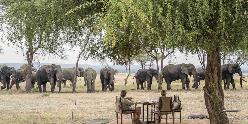 bush lunch, elephants, little chem chem, tarangire national park, tanzania
