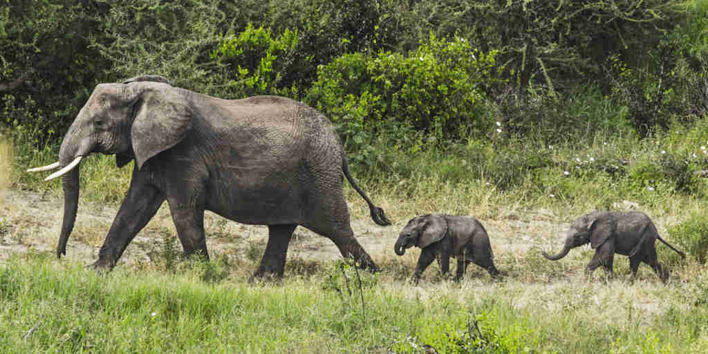 elephant family, forest chem chem, tarangire national park, tanzania