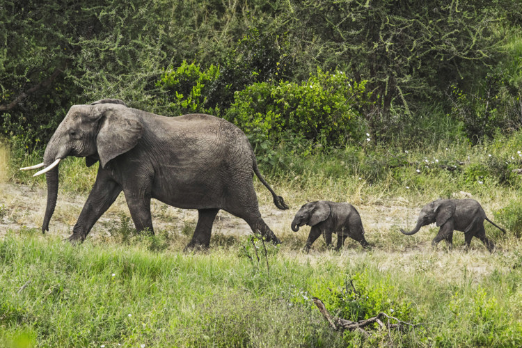 elephant family, forest chem chem, tarangire national park, tanzania