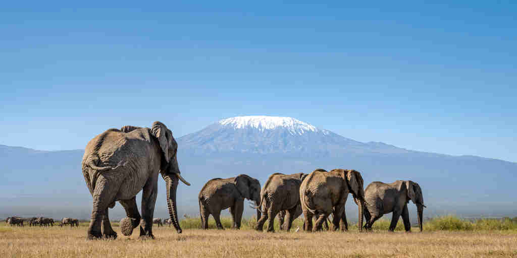 elephants, kilimanjaro, angama amboseli, amboseli national park, kenya