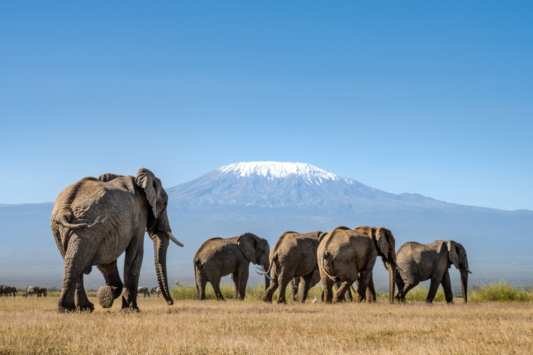 elephants, kilimanjaro, angama amboseli, amboseli national park, kenya