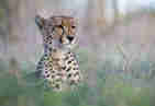 Wildlife Cheetah Singita Kruger National Park