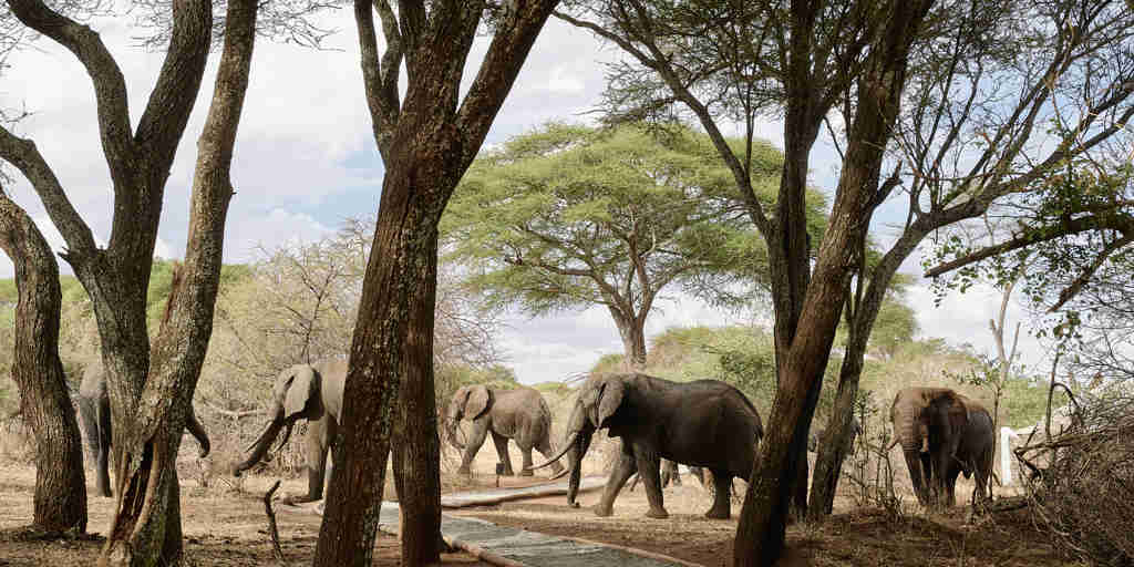 elephant game, sanctuary swala camp, tarangire national park, tanzania