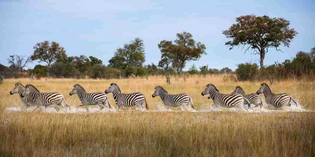 zebra herd, okavango explorers camp, selinda game reserve, botswana
