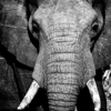 elephant close up, when to go, inspiration
