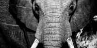 elephant close up, when to go, inspiration
