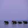 elephant herd in water, your first safari, homepage
