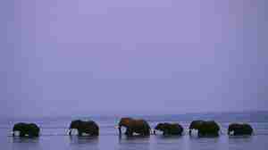 elephant herd in water, your first safari, homepage