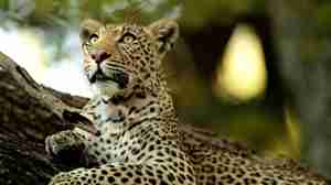 leopard, south africa, destinations, homepage