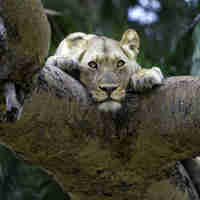 lioness, Tanzania, Destinations, homepage