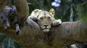 lioness, Tanzania, Destinations, homepage