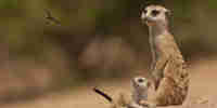 meerkat, holiday types, inspiration, homepage
