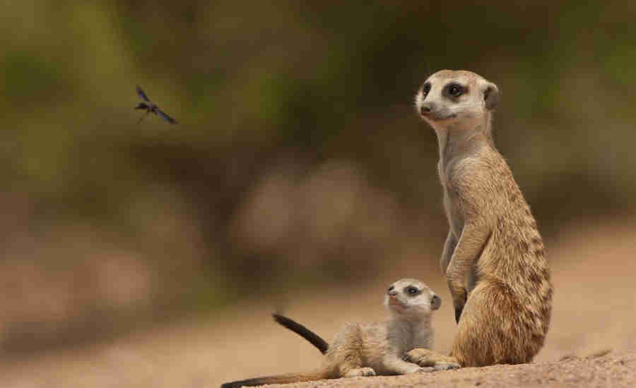 meerkat, holiday types, inspiration, homepage