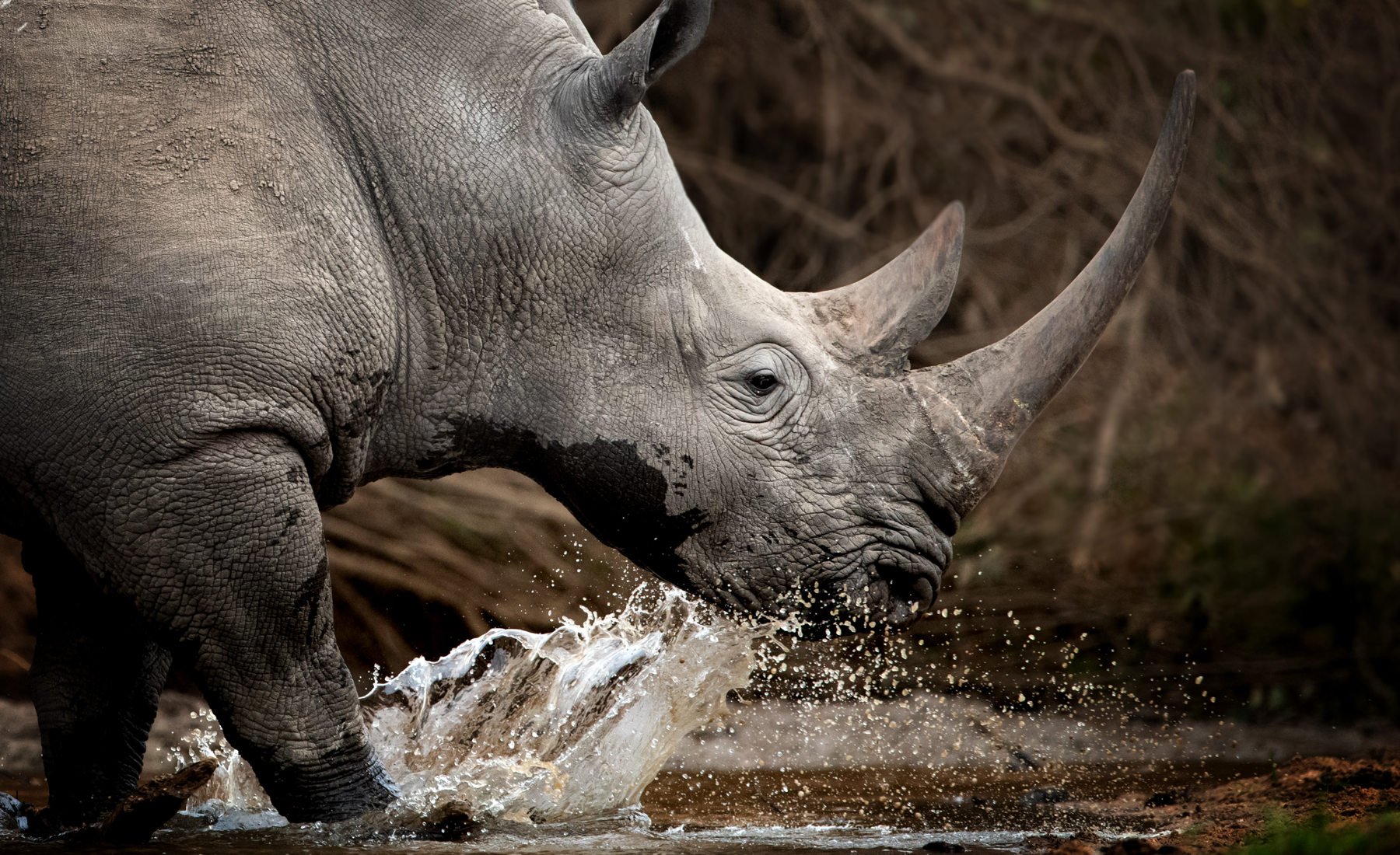 rhino, wildlife hub , inspiration, homepage