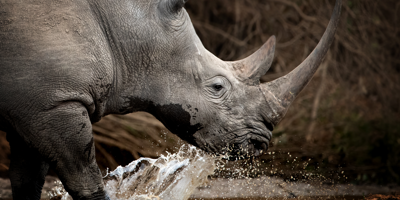 rhino, wildlife hub , inspiration, homepage