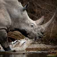 rhino, wildlife hub , inspiration, homepage