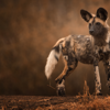 wilddog, how much does a safari cost, your first safari
