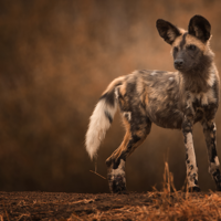wilddog, how much does a safari cost, your first safari